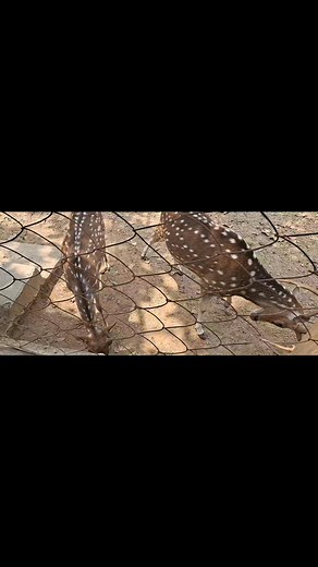 Deer #deer #deerseason #deermanagement #deerpark #deerphotography #reelsvideoシ #reelsviralシ #reelsviralシfb #reelsfypシ #reelsfacebook #reelschallenge | Gopalpur - গোপালপুর