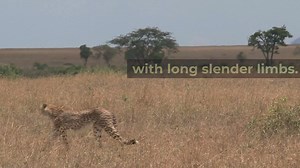 Difference between Cheetah, leopard, jaguar and tiger.. | Remarkable Facts | Facebook