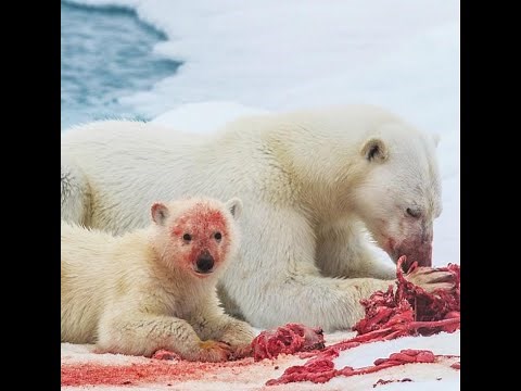 Polar Bear On The Hunt And Eating A Seal Alive...! Documentary
