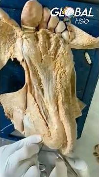 🦶Foot dissection: an anatomical engineering feat🤯 #anatomy #physiotherapy #pain