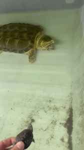 Wildlife Attack on Reels