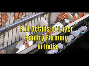 How to Starts Layer Poultry Farm Business / Full Details of Poultry Farming in India