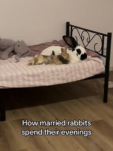 How Married Rabbits Spend Their Evenings — Rabbit Couple Behavior
