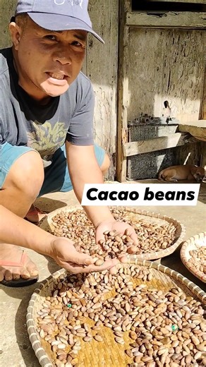16K views · 355 reactions | Harvesting cacao to beans for making tea. #samuelacodili #farmerlife #followers #agriculturelife #backyardfarming #funny #cacao disclaimer. For entertainment purposes only. | Samuel Acodili | Facebook