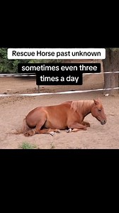 Horse Health- Sleep Deprivation #alternativehorsemanship #RemoteHorseCoach #horse #horsehealth #horsecare #horseowner #rescuehorse | Alternative Horsemanship with Samantha Harvey