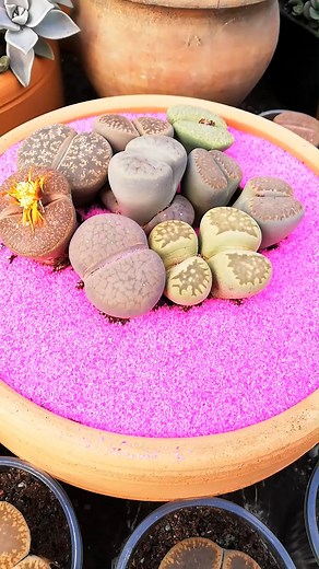 #fyp #plantito #plantita #philippines #succulents #lithops #echeveria #seeds | Mays Urban Garden Seeds
