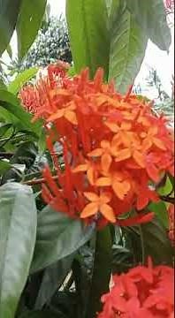 Bunga Merah yang asyik