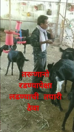 रडण्यापेक्षा लढण्याची तयारी ठेवा, osmanabadi goat, arvee goat farm. #shelipalan