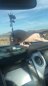 1K views · 74 reactions | Finally home! She did so good in the car. Pretty amazing little kitty | Windmill Vintage Designs | Facebook