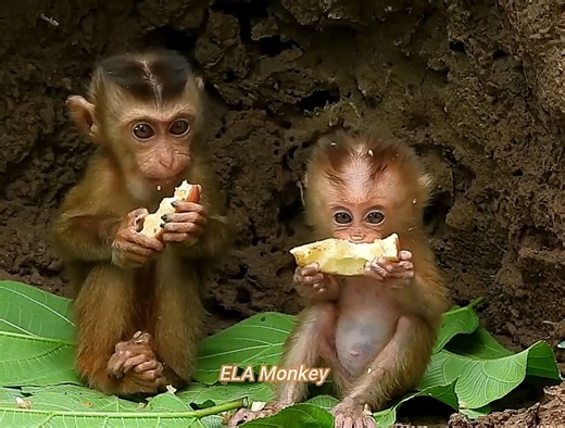 13K views · 1.6K reactions | Pick the robin monkey fruit from the tree, bring the fruit to her sister to eat, she is waiting | ELA Monkey | Facebook