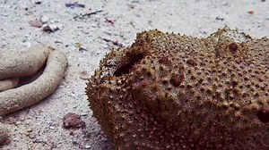 What created these "tubes" of sand??? Watch to the end to find out!!! Uepi Island Resort - Solomon Islands . . . . #seacucumberpoop | Fish Guy Photos