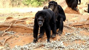 Chimpanzee Natural Habitat Displaying Intelligence Social : vidéo de stock (100 % libre de droit) 3751255651 | Shutterstock