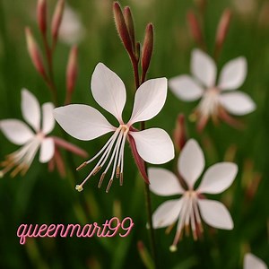 Gaura lindheimeri Samen | Wirbelnde Schmetterlinge Blume | Luftige weiße Blüten | Mehrjährige Gartenpflanze | 15 Samen - Etsy.de