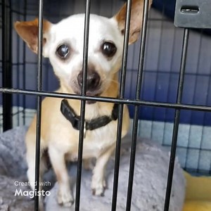 Happy update this cute little nugget has been adopted 8/9/23💕 There will be no pledges paid. Update 8/8/23. Retention met today and no rescue interest. Part of the video has the kennel noises left in. Such a loud, scary place for a little girl. She whimpers to be picked up and held but volunteer can't, she is still on stray wait. Will a rescue contact the shelter and make arrangements to save her. The pain this poor senior must have endured over the years. Was she ever taken to a vet for care? 