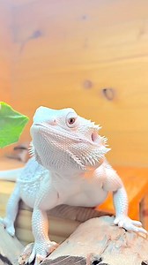 2.1K views · 72 reactions | Bearded Dragon Life on Reels | Facebook