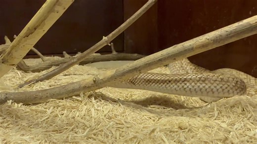 3.1K views · 67 reactions | This Madagascar speckled hog nose snake was posing so we can really see the “hog” nose! Like our native hog nose snakes in the US, Madagascan hog nose snakes use their flattened rostrum to burrow under the substrate in search of food. Leioheterodon geayi. | Kentucky Reptile Zoo | Facebook