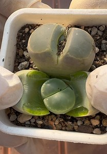 Exploring the Beauty of Succulent Plants
