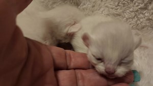 Cream point Persian babies 💋 | Purrrrfect Persians & Napoleon Munchkins