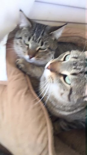 Chance y Alex: Un Amor Incondicional