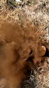 Really I found a mushroom vacuum cleaner. | Haya Reels