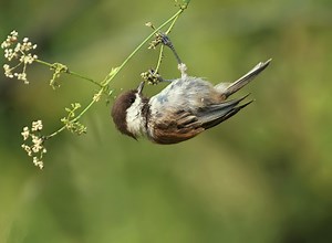 Chestnut-backed Chickadee - just hanging out