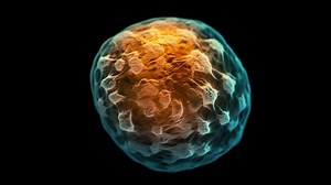 Télécharger Humain Oeuf fertilisation sperme, macro cellule recherche, microbiologie de la reproduction. . gratuitement