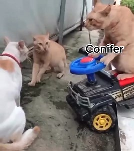 VNL Conifer Mwar Meme at Cabal : Infinite Combo - En | Weab Chan ツ