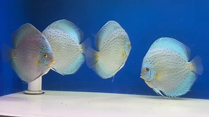 71 reactions · 4 comments | Jumbo premium giant florals! Love their shape, color and size! Goldenstatediscus.com Or Text/call Lynda @ 916-257-5334 #discusfishofinstagram #discusaquarium #discusfish #discusfishtank #goldenstatediscus ##discusforsale #fishkeepinghobby #discusaddict #cichlid #discusworld #discusfishes #discushobby #discusmania #discushobbyist #fishtank #aqualifeaquarium | Golden State Discus | Facebook