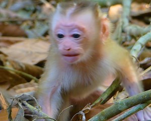 14K views · 437 reactions | Oh no.. Poorest baby monkey so hungry milk crying tantrum loudest because mum warning very hard like this? #monkey #babymonkey | Monkey Jane Family | Facebook