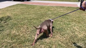 Garland Animal Shelter & Adoption Center on Reels