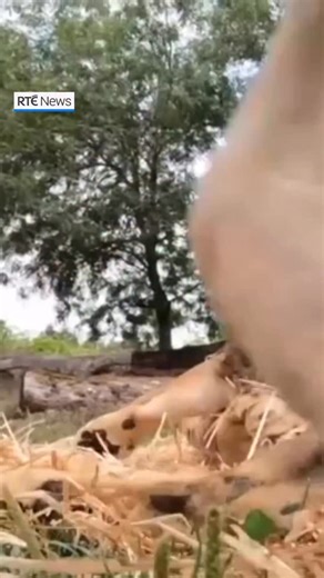 51K views · 118 reactions | A lion catches its prey... Footage from a US zoo in Portland, Oregon shows a hidden camera catching the attention of an African lion. The video, which was taken last month, shows the lion getting up close to the camera, before biting it and tossing it with its paw. | RTÉ News | Facebook