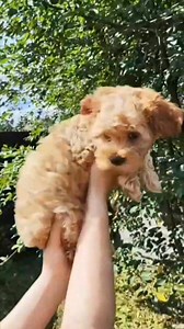 We are open for reservations of Cavapoo-Maltese puppies🌸 Girls - 80 thousand, boys - 75 thousand. Girls weigh 3-5 kg, boys weigh 5-7 kg🌟 #cavapooworld #cavapoolove #cavapoo #cavapoobreeder #cavapoopuppies | Cavapoo puppies for adoption