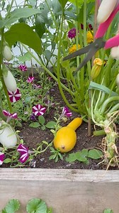 38K views · 5.2K reactions | Harvesting and pruning yellow squash and ivory eggplants  ✨ | Che Thompson | Facebook