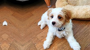 40 reactions | Cavachon  Love at First Bark, Guaranteed! | 1 Minute Animals This adorable breed is a mix between the Cavalier King Charles Spaniel and Bichon Frise. With their fluffy coats and heart-melting eyes, Cavachons are the epitome of charm. Known for their friendly nature and adaptability, they're the perfect furry friends for love that lasts a lifetime. #cavachon #cavachondog #cavachonpuppy #cavachonsofinstagram #crossbreed | 1 Minute Animals | Facebook