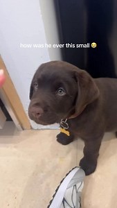 Brb crying 😭🤎🐾 #puppiesofinstagram #puppy #labpuppy #labradorretriever #puppylove | Chip The Chocolate Lab