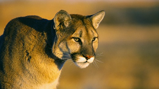 Mountain lion spotted in northwest Iowa