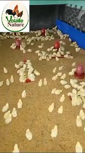 Babacar Ngom : Le Visionnaire qui a Fait de l’Aviculture un Pilier de la Réussite Africaine Dans un continent où l’agriculture est parfois délaissée au profit de secteurs jugés plus modernes, Babacar Ngom, entrepreneur sénégalais de renom, a su voir ce que beaucoup ignoraient : la terre et l’élevage sont les véritables trésors de l’Afrique. Son parcours est un témoignage vivant que la réussite ne se trouve pas toujours derrière un bureau, mais dans les champs, les fermes et les couvoirs. Parti d