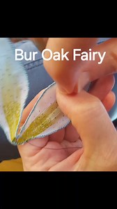 Take a peek over my shoulder while I stitch wire to the outside edge of a wing and embroider a felt tailcoat for a Bur Oak Fairy. See the finished project, with photos and commentary in this new blog post: http://weefolkstudio.com/2024/04/25/bur-oak-fairies/ | Wee Folk Studio - Salley Mavor