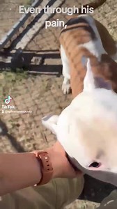 🐾Happy Tails Sergeant Tibbs!!!🐾 Donate to our matched fundraiser until December 31st to help us continue saving these deserving souls! https://givebutter.com/c/71Nlvh #ThisIsWhy #RescuedIsMyFavoriteBreed | Amarillo-Panhandle Humane Society