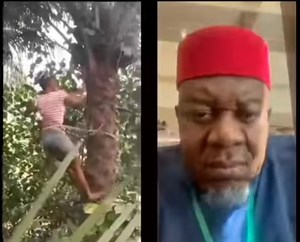 Has This Young Woman Crossed Igbo Cultural Boundary By Climbing The Palm Tree To Cut Down Palm Fruits? Have Things So Fallen Apart? What Would Okonkwo Of 'Things Fall Apart' Have Said Or Done If He Was Alive To Witness This? | News In Naija | Facebook