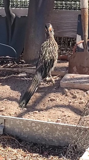 Roadrunner! 🌿 🌿 #roadrunner #bouldercitynv #bouldercitynevada | Herbs by Diane