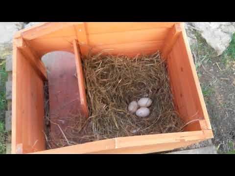 Quelque Conseils selon moi pour la reproduction de canard mandarin !