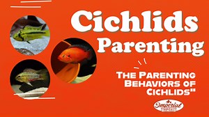 Cichlids Parenting (The Parenting Behaviors of Cichlids) #imperialtropicals #cichlids #Fish #Florida #FishFarm #Hatchery #FishHatchery #Pond #Cichlids #Cichlid #MikeDrawdy #Imperial #ImperialTropicals #FishKeeping #Aqua #Aquariums #Colbalt #Livebearer #Shrimp #Snails #SouthAmerican #CentralAmerican #FishSupplies #aquarium #fishTank #breedingFish #fishFarm #rainbowFish #plantedTank #fishPond #mbuna #fishForSaleOnline | Imperial Tropicals