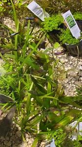 Loving the colors of these guppies. #aquarium #aquariumdesign #aquariumfish #aquariumhobby #aquariumlife #aquariumplants #aquariums #aquariumuusdaily #aquariumofinstagram #aquascape #Aquascape #aquascaping #aquaticplants #betta #bettafish #fish #fishkeeping #fishtank #freshwater | Chi Chi’s Planted Dreams