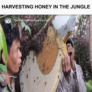 40K views · 281 reactions | Thu hoạch mật ong rừng | Wolverine | Facebook
