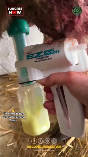 Amazing Hand Milking Tool for Goats and Sheeps | Modern Milking Machine