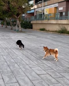 2.2K views · 36 reactions | New martial arts sect藍藍 #Dogs #CuteDogs #LoveDog #SmartDogs | Dogs World | Facebook