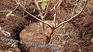 Plants: Transplant Rhododendron - Instructions for Implementation | 2025