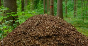 Wild life of ants in the forest in ant-heap. Anthill, formicary. Ecosystem. Unity of nature and animals. Environmental protection. The rookery is teeming with insects, close-up.