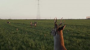Herd Deer Roe Deer Running Through Stock Footage Video (100% Royalty-free) 3711652349 | Shutterstock